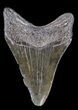 Juvenile Megalodon Tooth - South Carolina #37646-2
